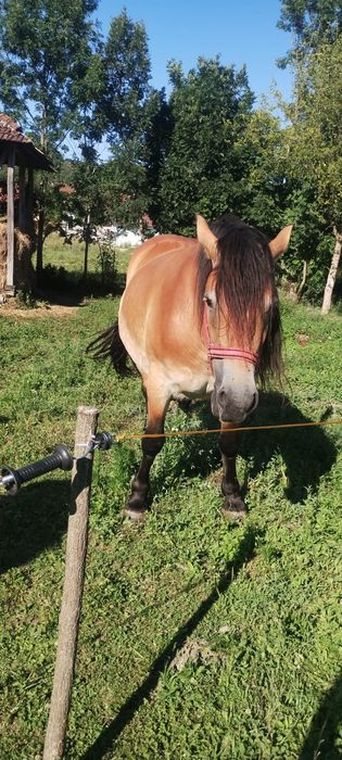 Vand iapa de 5 ani