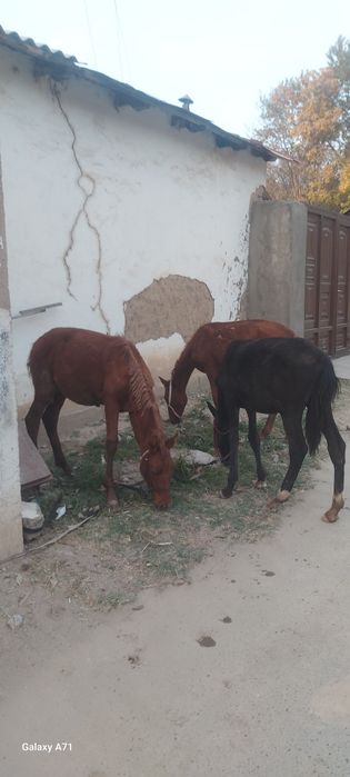 От той эркак 2 та ургочи 1 та