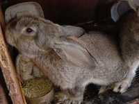 Продам молодых крольчат породы Фландр все прививки зделаны кролики здо