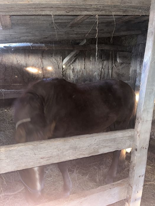 Продам жеребца и бычков подсос