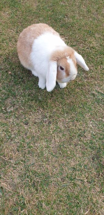 Quyon sotiladi yoki barter