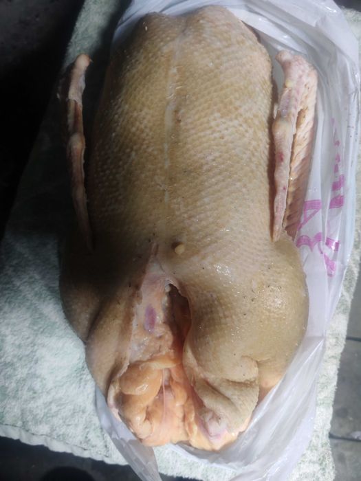 Продаю домашних гусей мясом 3500 кг