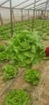 Salata verde 300 gr 500 gr