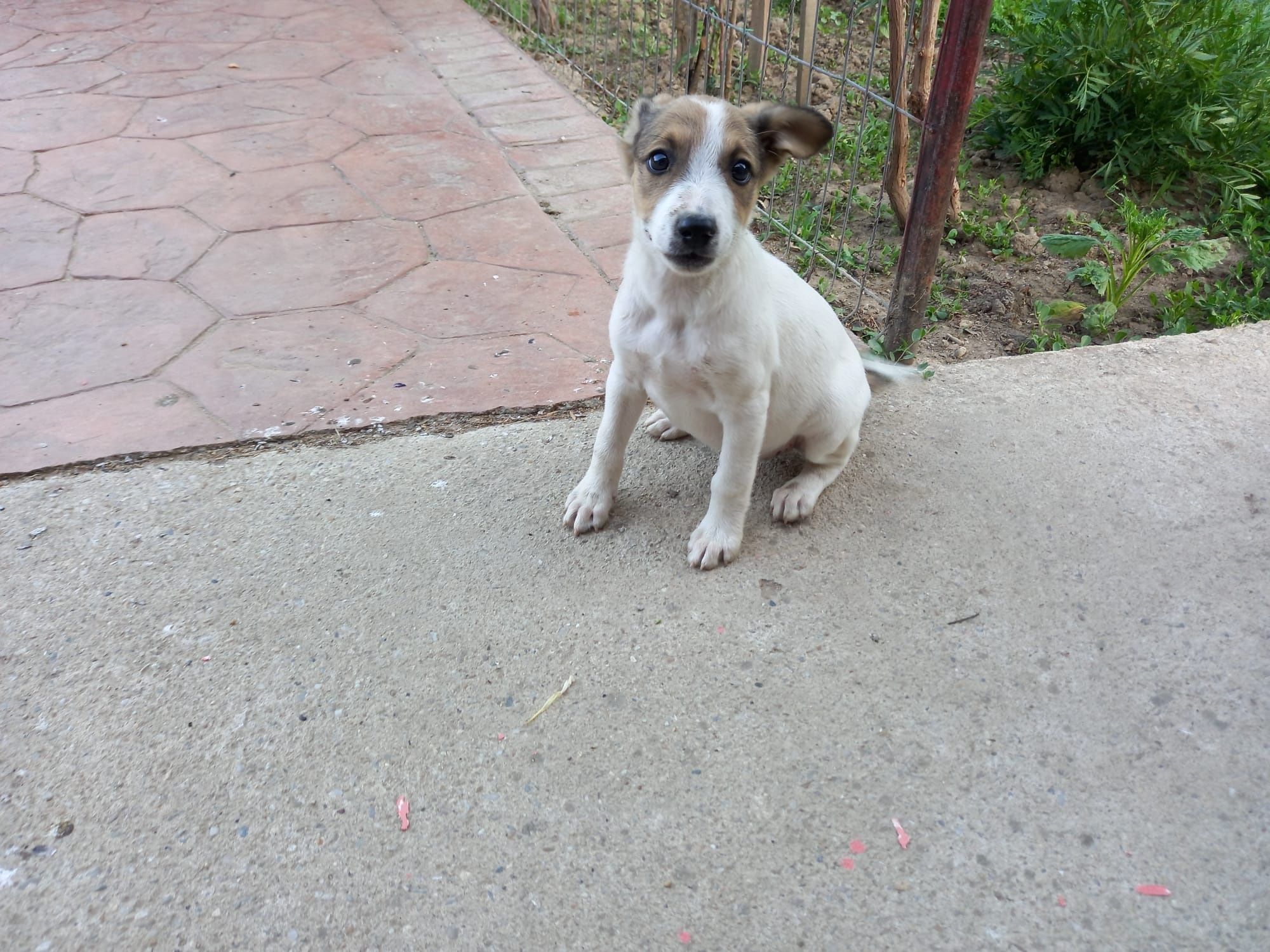 Ofer spre adopție !!!