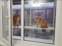 Балкон для выгула кошек