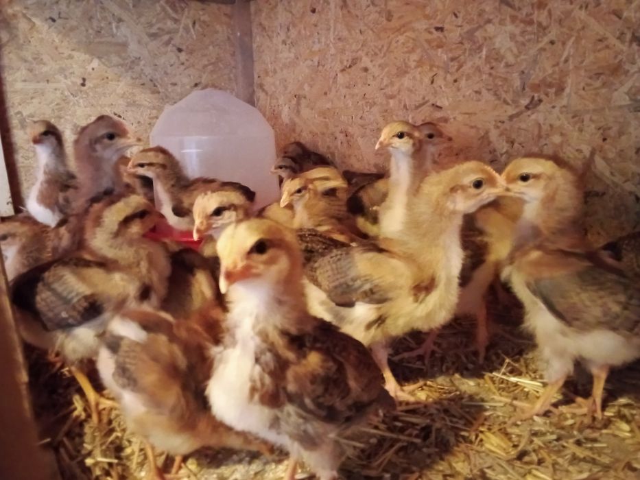 Pui,găini familie italiana potârnichie