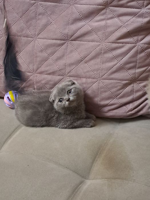 Шотладски клепоухи котета