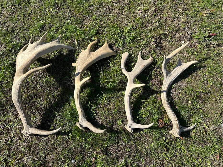 Еленски рога в добро състояние