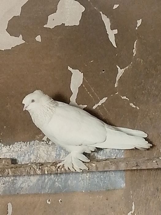 100000 soʻm kelishamiz