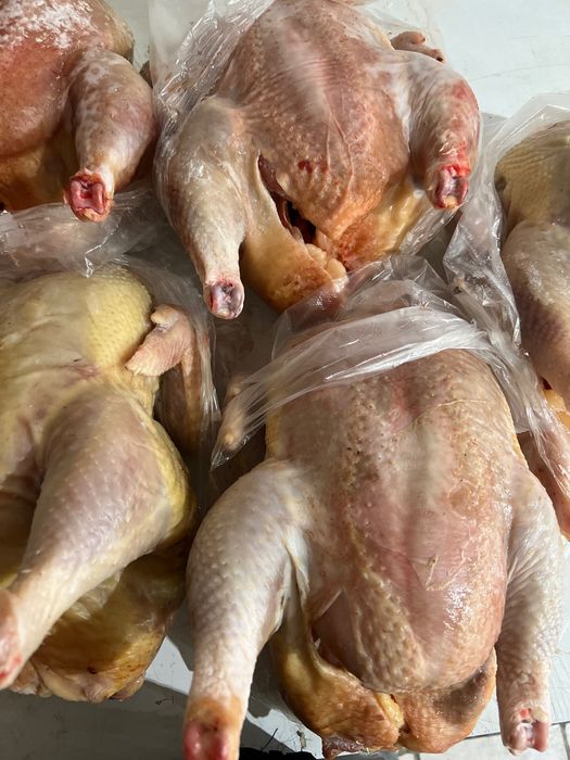 Куры домашние мясные/ утки оптом