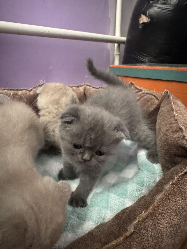 Скотиш фолд веслоушки