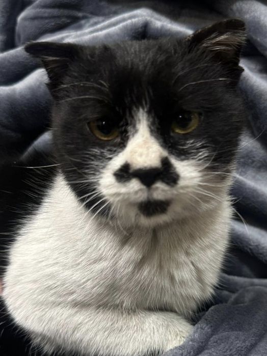 Кошечка полу породистая