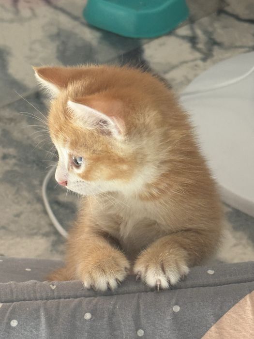 Продаю Котят в хорошие руки