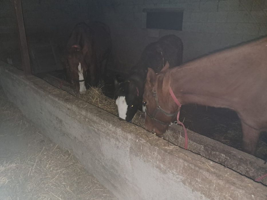 Биелер 600, құлын 250