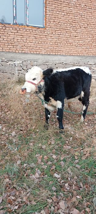 Болрый Патсос сатлады!