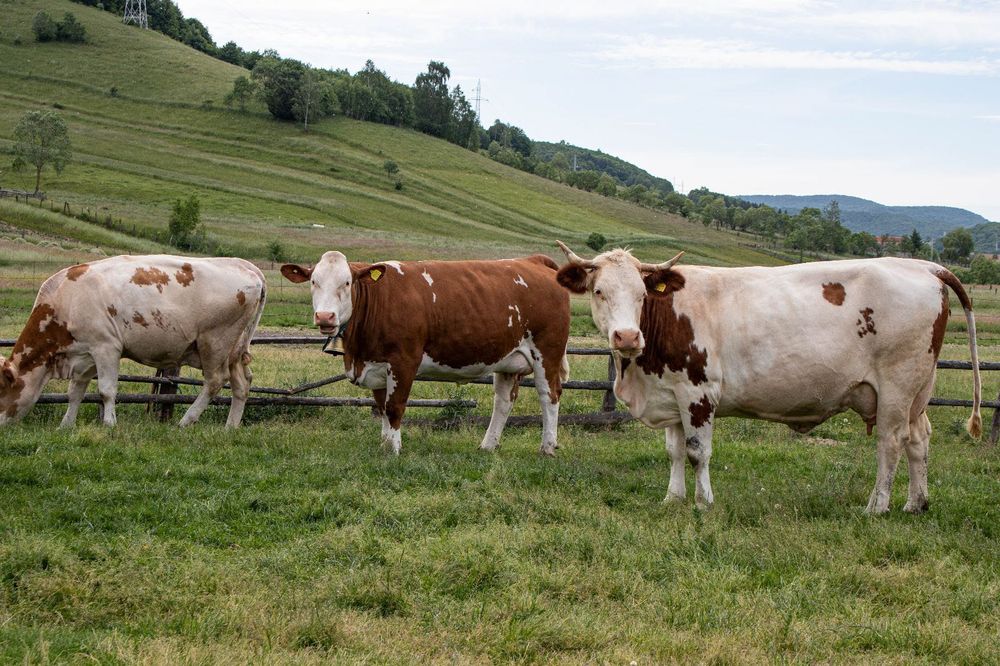 Vaci și juninci de vânzare