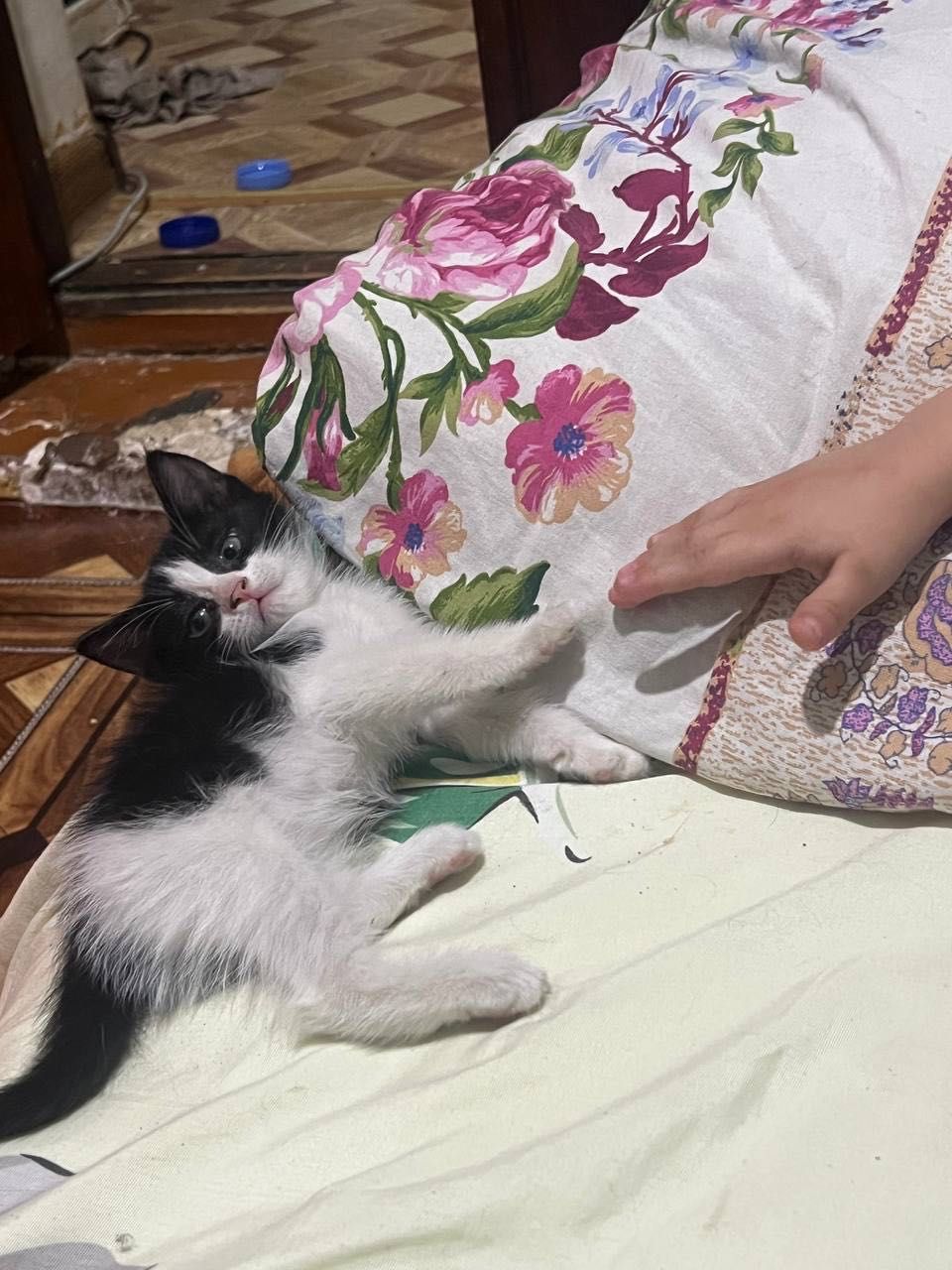 Котята домашние маленькие
