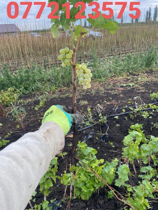 Butasi vita de vie gata de plantat