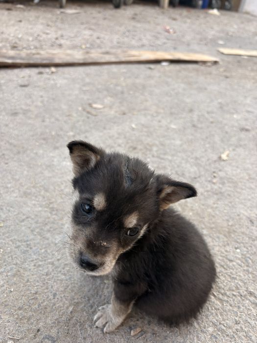 Ищем для щенят дом