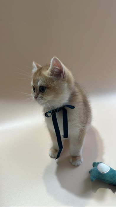 Шиншилла золотая британская короткошерстная