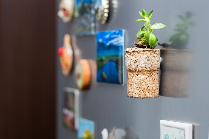 Magnet frigider cu planta (succulent) naturala