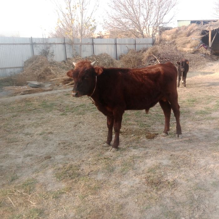 Ona bola sotiladi yeb ichishi zoʻr onasi bugʻoz 2