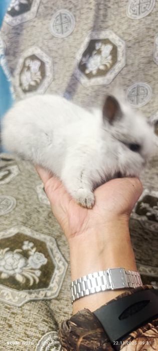 Декоративные кролики