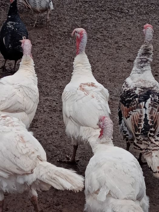 Vand curcanii 3 bucati