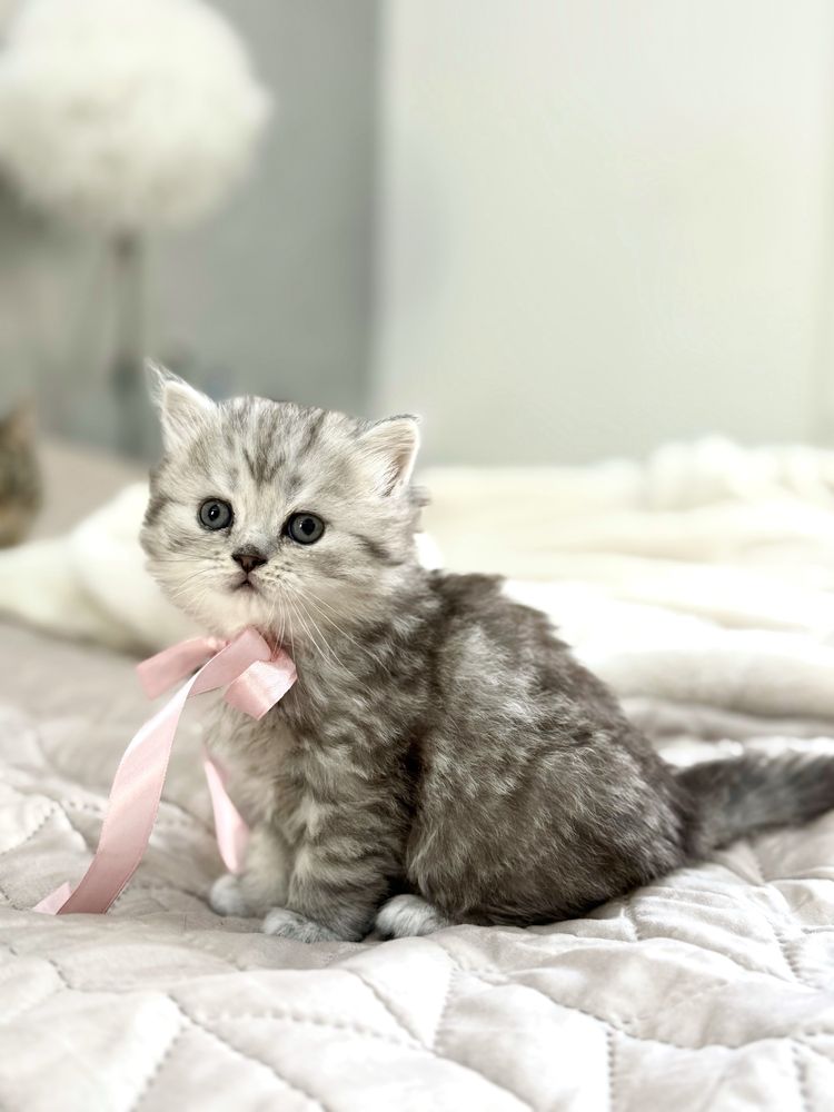 British Longhair