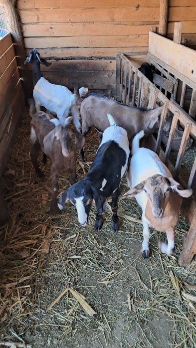 Vând iezi pentru sacrificat au 28 29 32 kg