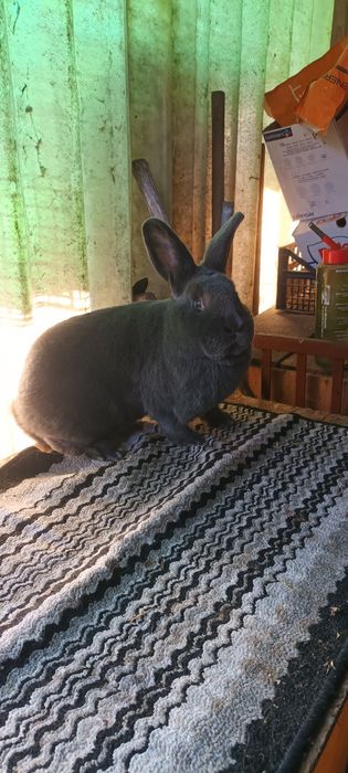 Iepuri de rasa masculi