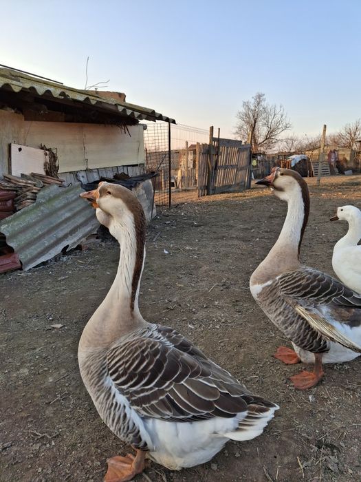 Pasari de curte ( rate, cocosi de munte , cocosi brahma )