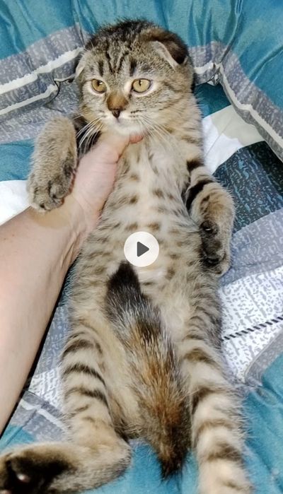 Вислоухие котята
