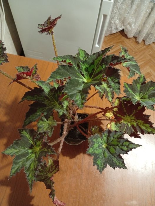 Продам комнатный цветок бегонию.