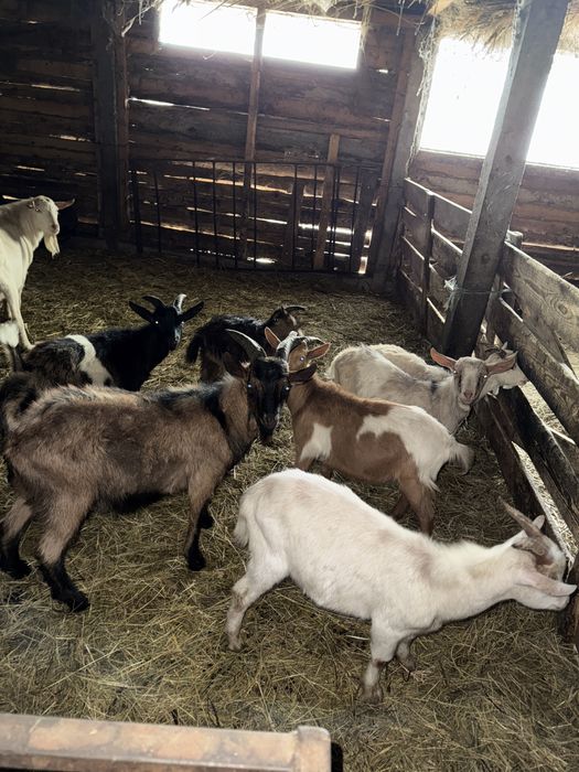 Iezi si berbecuti de vanzare