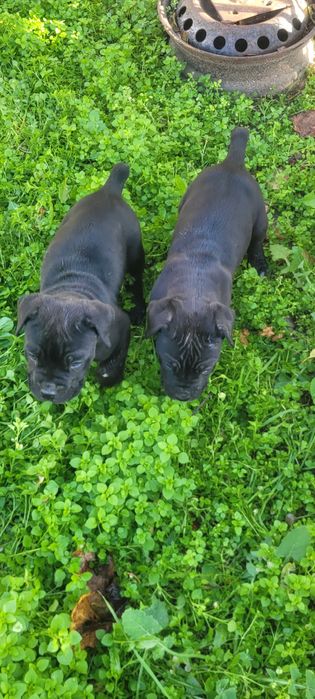 Продавам бибета Кане Корсо.