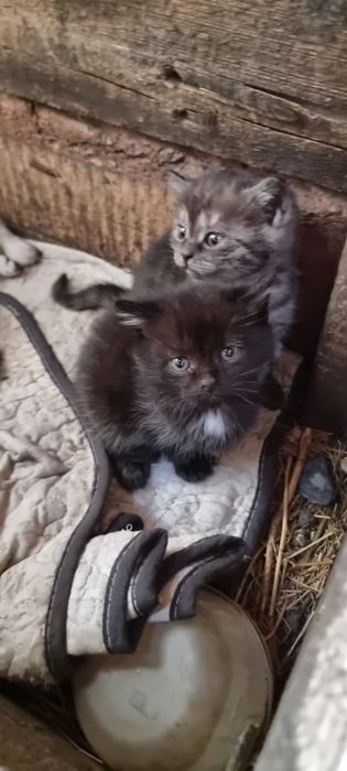 Отдам даром котят