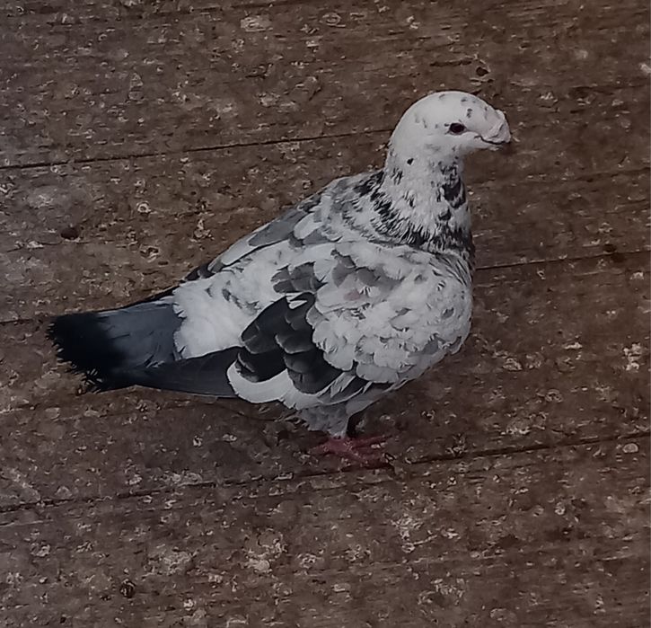 Vând femele deosebite