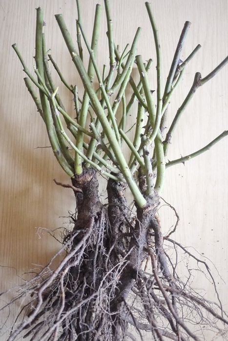 Саженцы розы оптом