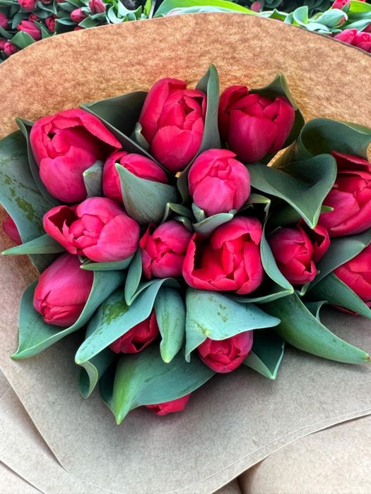 Тюльпаны оптом ! От 350 тг за шт