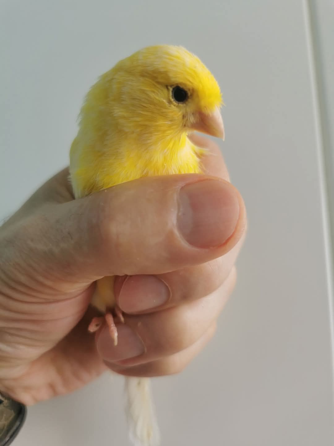 Canari Roller Suceava