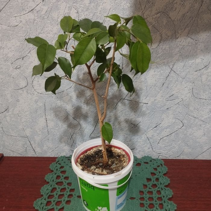 Комнатные цветы .