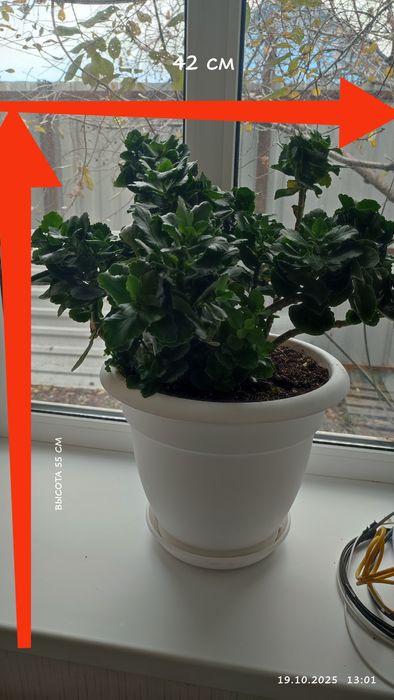 Продам цветы комнатные