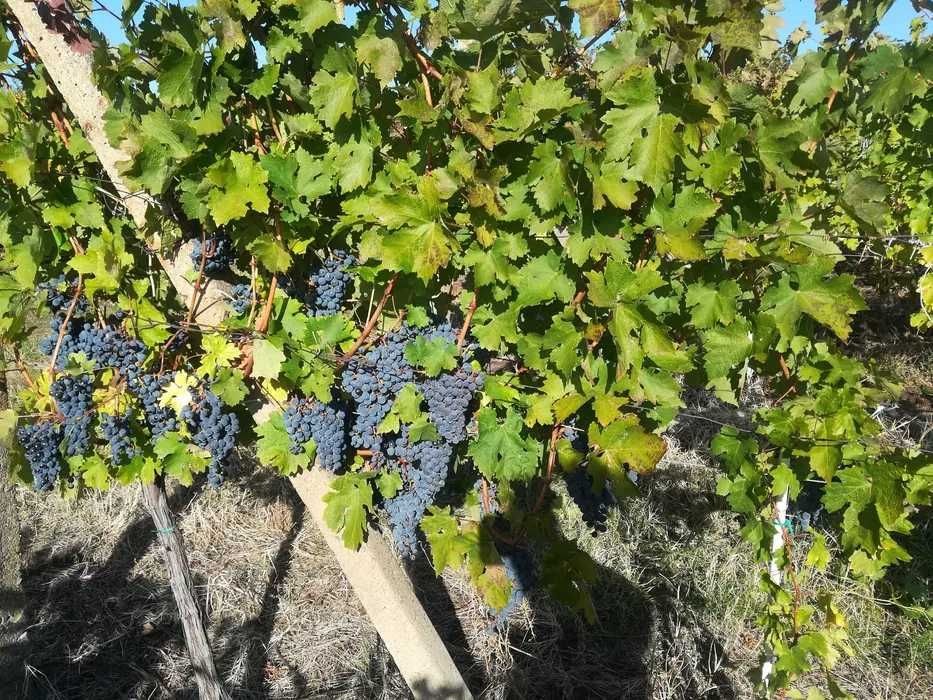 Vand Struguri de Vin!