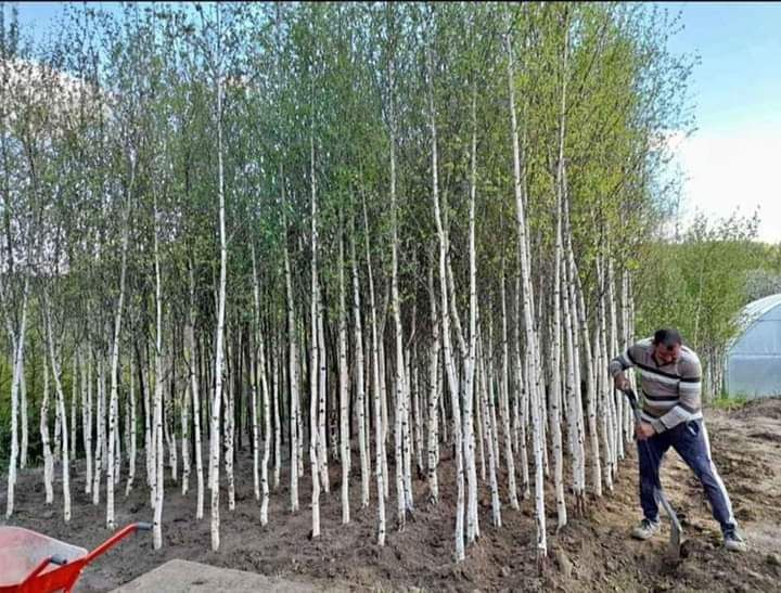 Vând mesteacăn alb ornamental diferite dimensiuni