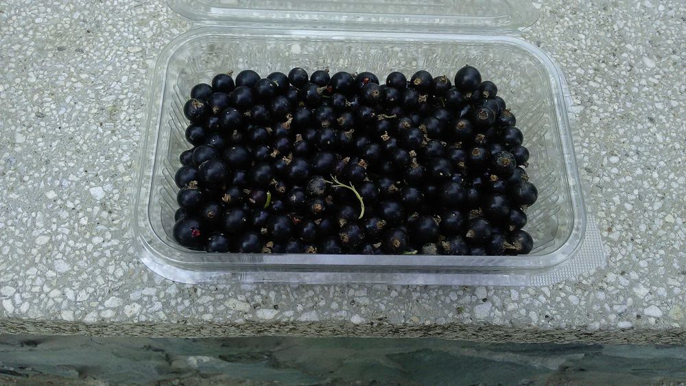 Vand Coacaz negru anul 3