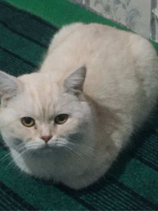 mushug sotiladi zor mushug erkak mushug