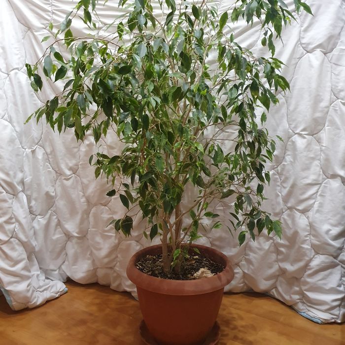 Продам фикус большой