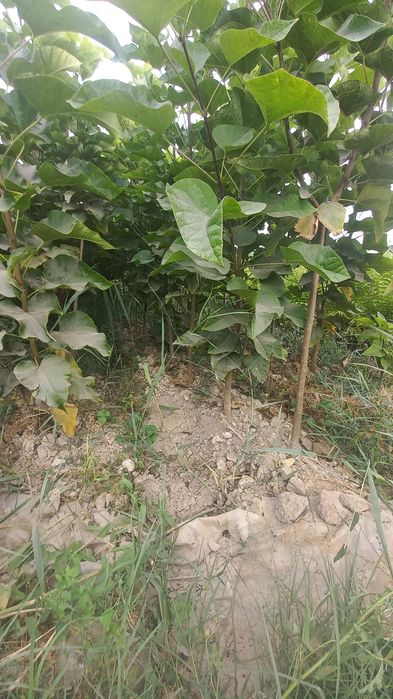 Саженцы декоративных деревьев