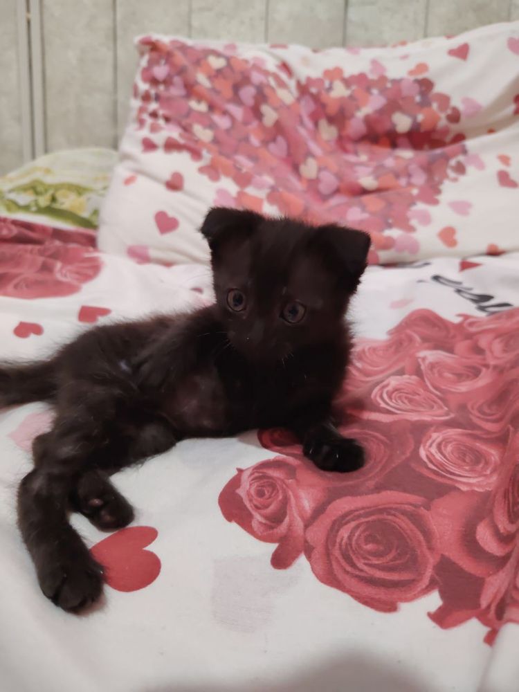 Котенок в хорошие руки